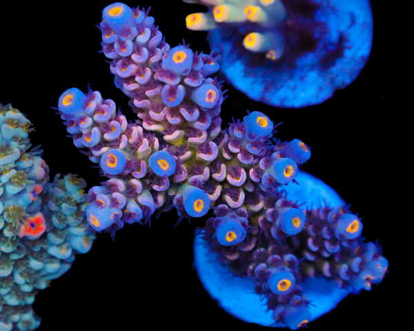 818'S COOKIES N CREAM TENUIS