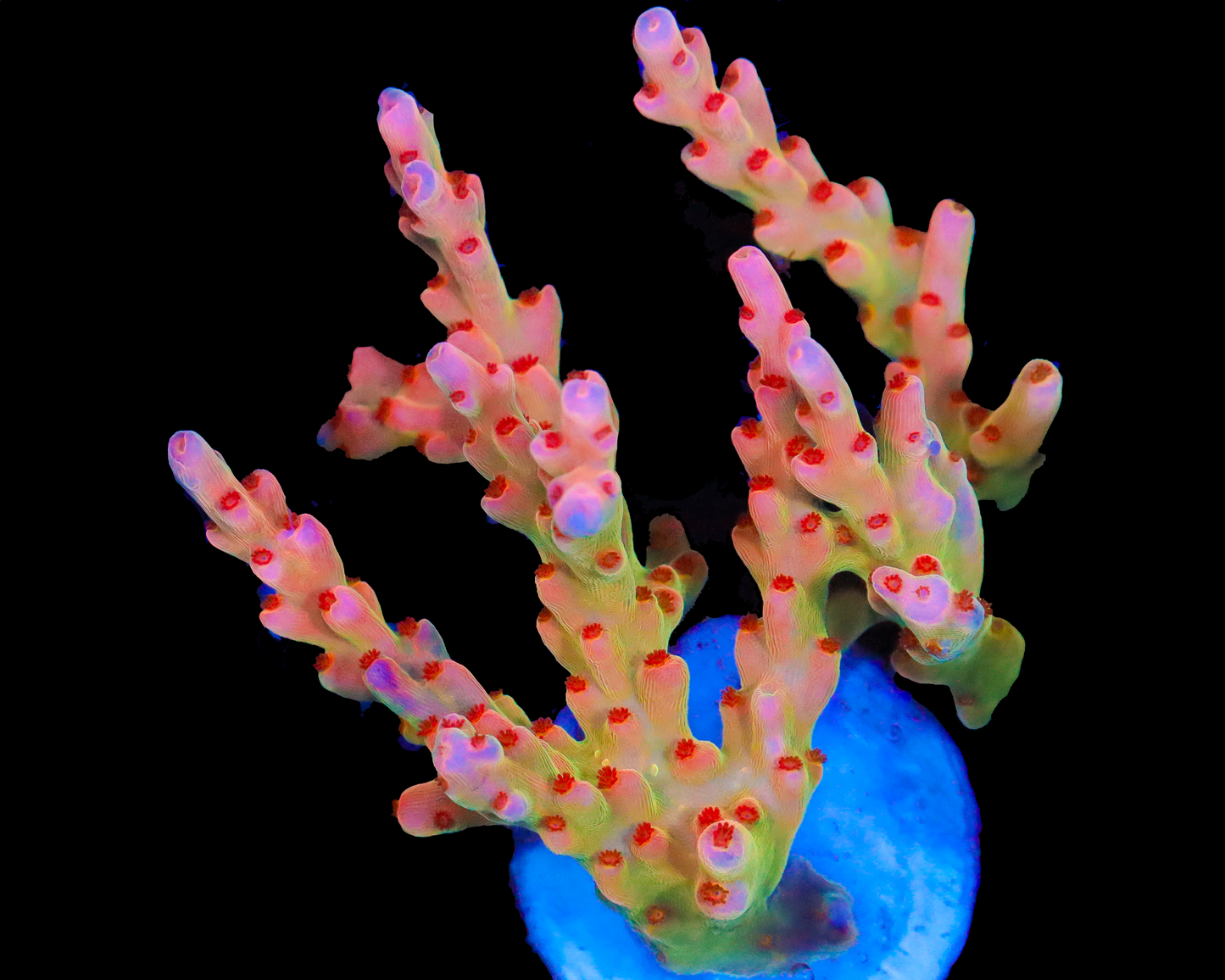 818'S SCREAMIN DEMON MALAYSIAN SMOOTHSKIN