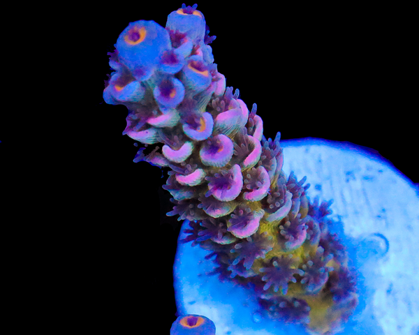 818'S FORBIDDEN FRUIT TENUIS