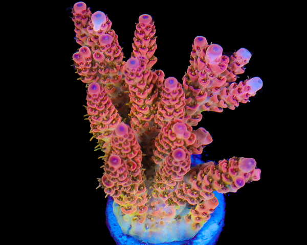 818'S ULTRA TABLE CHUNKY