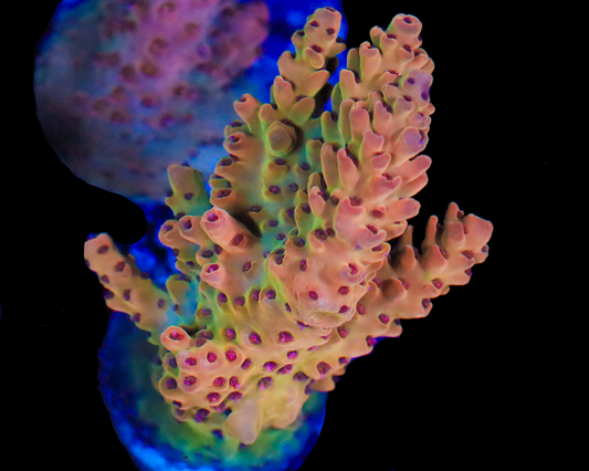 NEW RELEASE ACRO CHUNKY