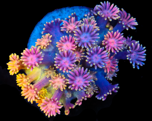 818'S PURPLE STICKY PUNCH GONI NEW RELEASE