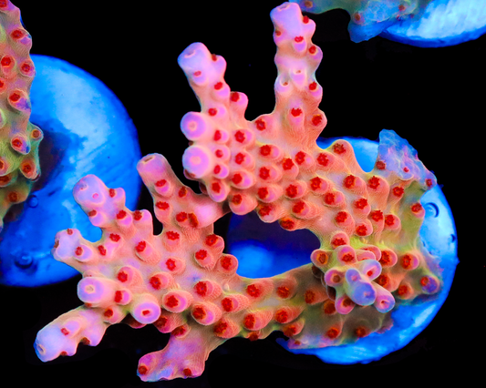 818'S SCREAMIN DEMON MALAYSIAN SMOOTHSKIN