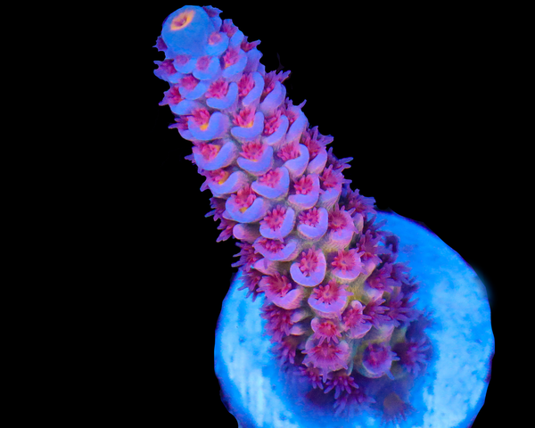 818'S POWERAID TENUIS