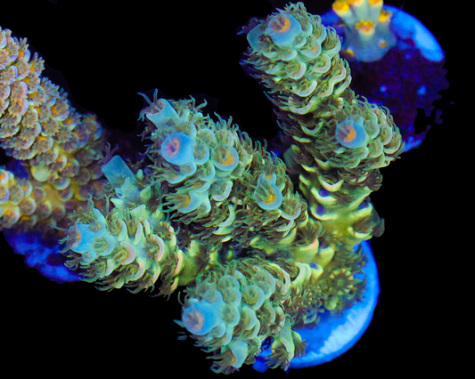 818'S FUZZY MONSTER TENUIS