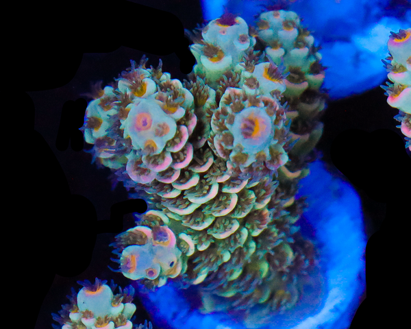 818'S PEACH PARTY TENUIS