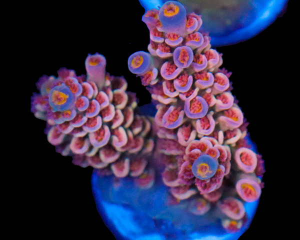 818'S RED VELVET TENUIS