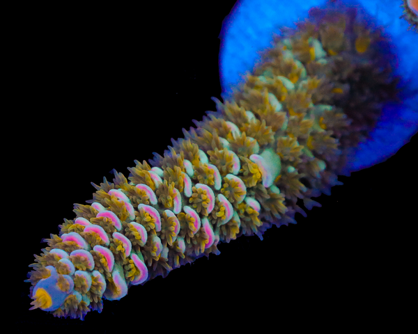 818'S SUPERNOVA TENUIS