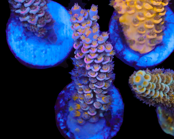 818'S DRAGONFRUIT TENUIS