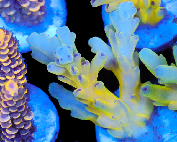 818'S LEMON FREEZE LOKANI