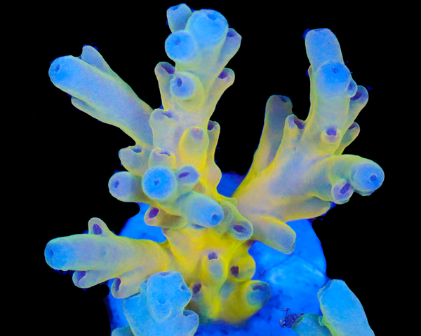 818'S LEMON FREEZE LOKANI