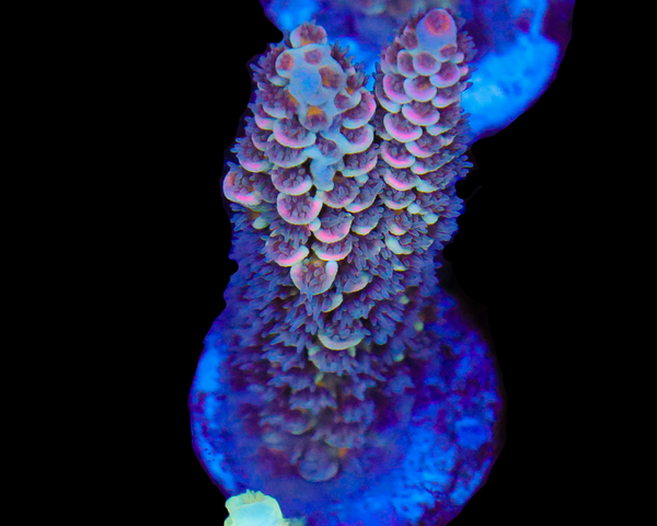 818'S FROSTBITE TENUIS