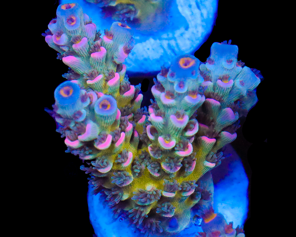 818'S BLUEBALLS TENUIS