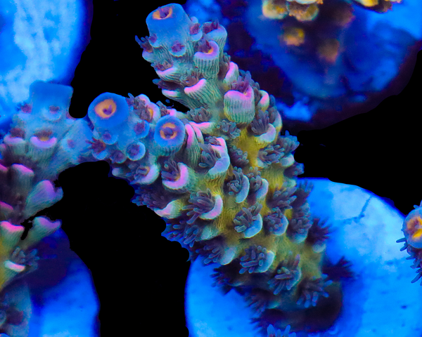 818'S BLUEBALLS TENUIS