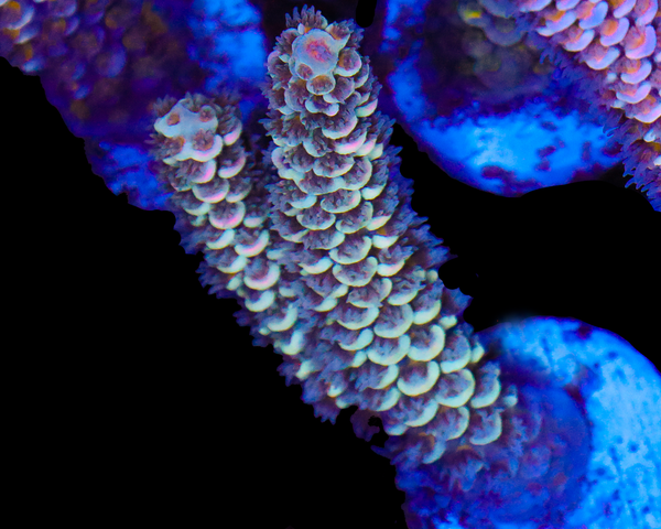 818'S JET PUFF TENUIS