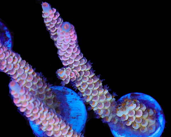 NEW RELEASE TENUIS CHUNK