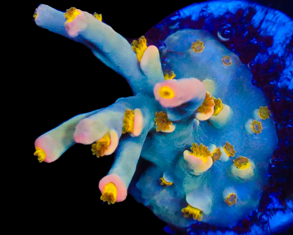 818'S BLUE DREAM SPECIOSA