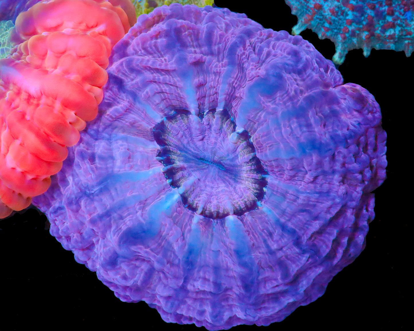 ULTRA PURPLE CYNARYNIA VERY COOL