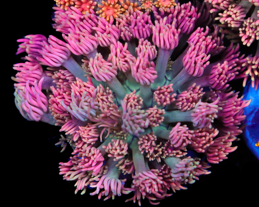 818'S HEARTTHROB GONI CHUNKY