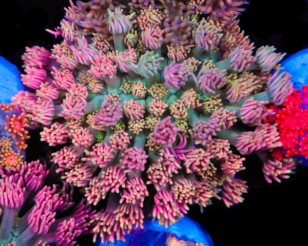 818'S EVERCLEAR GONI CHUNK