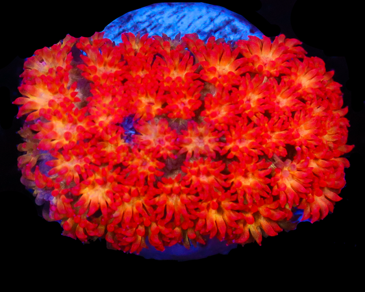 818'S FIRESTARTER MICRO GONI