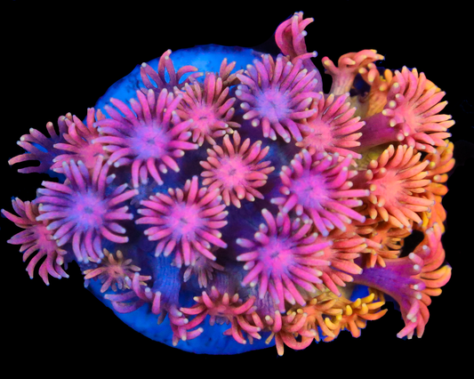 818'S PURPLE STICKY PUNCH GONI