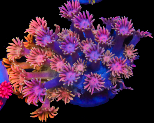 818'S PURPLE STICKY PUNCH GONI