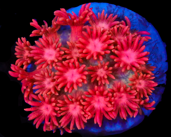 818'S DEVILS BLOOD GONI