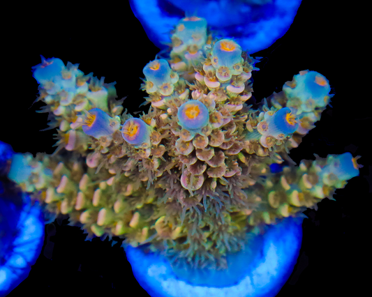 818'S SUMMERS DREAM TENUIS