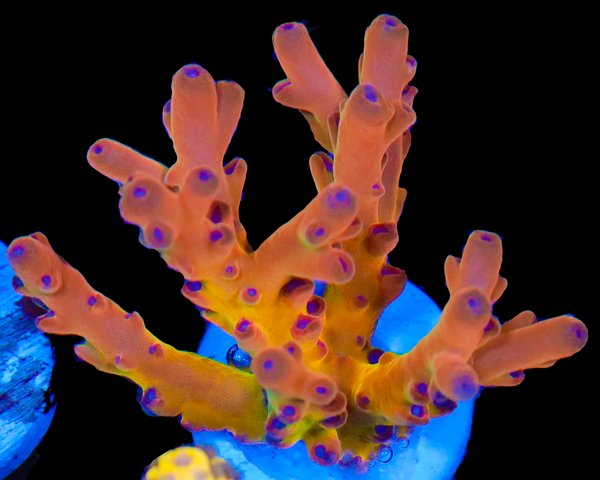 818'S HEATWAVE LOKANI