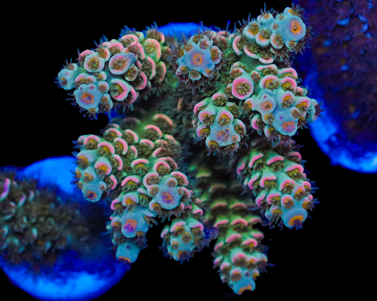 818'S HALF BLOOD TENUIS CHUNK