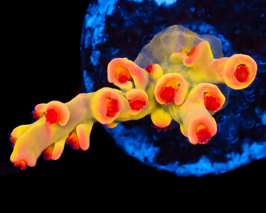 818'S TEARJERKER SPECIOSA SUPER LIMITED