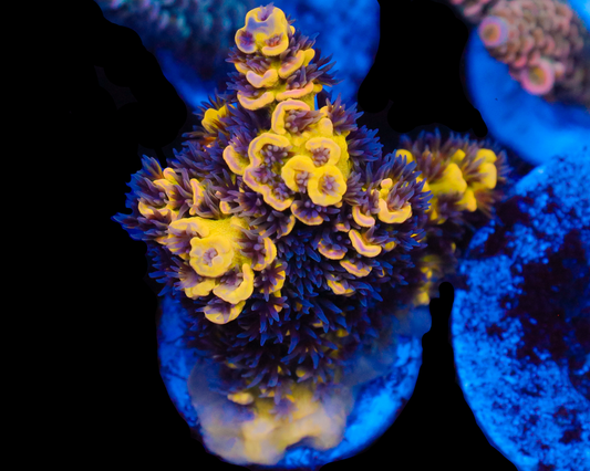 818'S WILLIES WONDER TENUIS CHUNK SUPER LIMITED