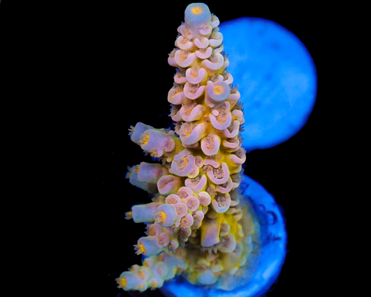 818'S SUICIDE SQUAD TENUIS LIMITED