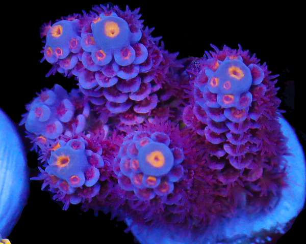 818'S POWERAID TENUIS