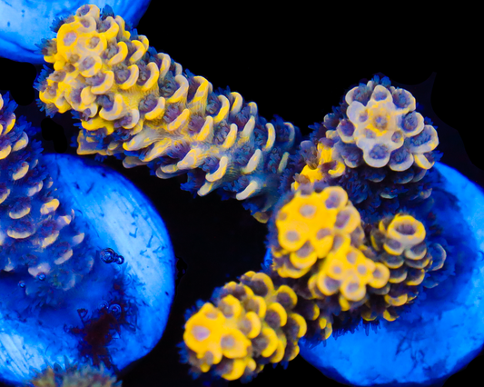 818'S BUMBLEBEE GRAFTEED TENUIS