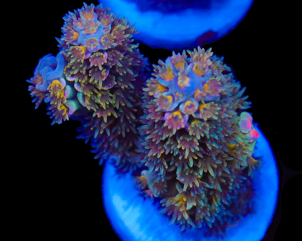 818'S PIXIE DUST TENUIS