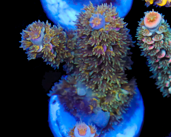 818'S PIXIE DUST TENUIS