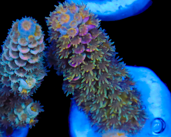 818'S PIXIE DUST TENUIS