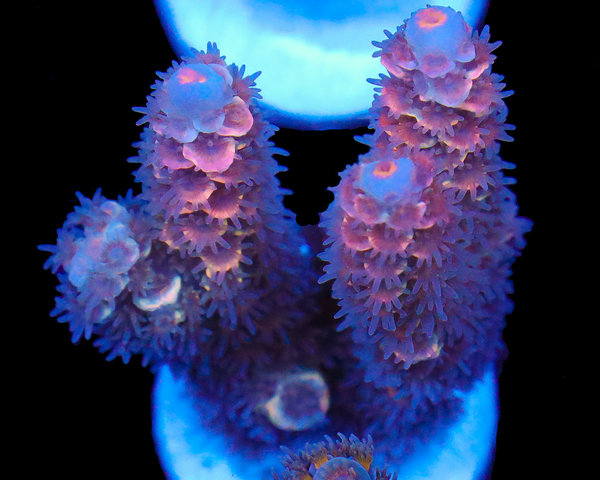 818'S TROPICAL RAIN TENUIS