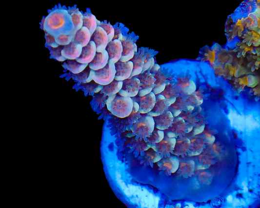 818'S WHITE NOISE TENUIS