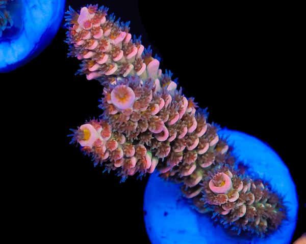 818'S STRAWBERRY SURFRIDER TENUIS