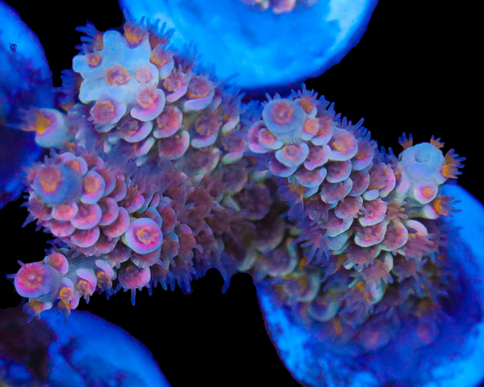 818'S PINK POISON TENUIS