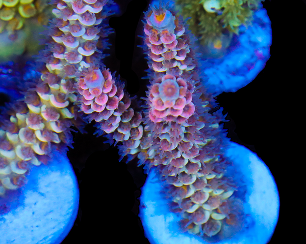 818'S PINK POISON TENUIS