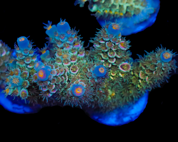 818'S POP ROCKS TENUIS MINI COLONY