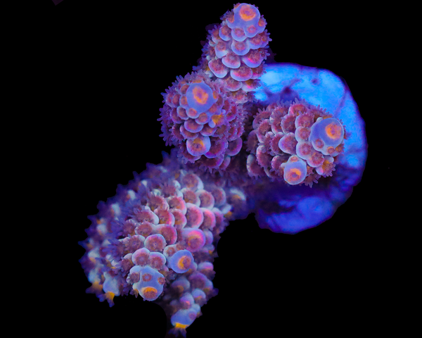 818'S BLOOD MOON TENUIS