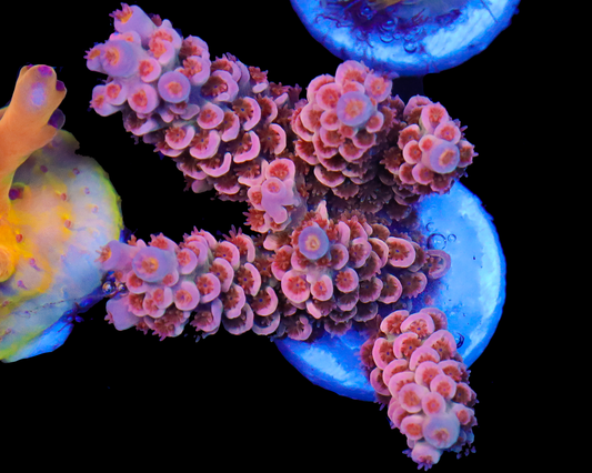 818'S INFERNO TENUIS CHUNKY