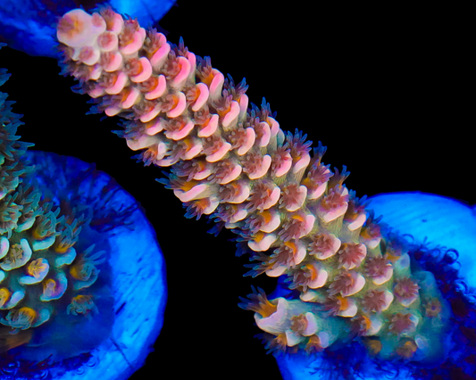 818'S STRAWBERRY SURFRIDER TENUIS