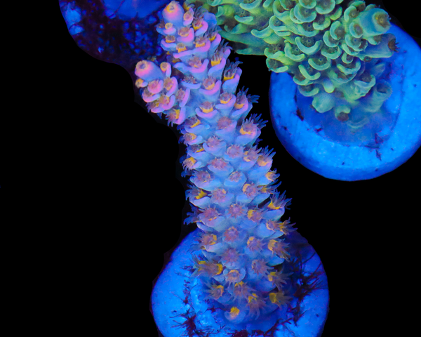 818'S DRAGONFRUIT TENUIS