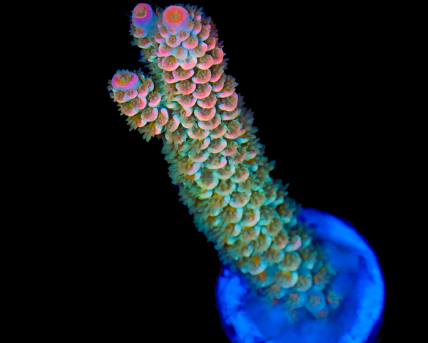 818'S JET FUEL TENUIS